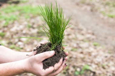 genç bitki tutan eller