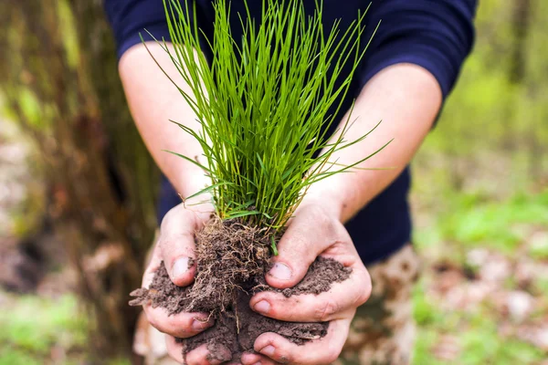 Hands holding a young plant — Stock Photo, Image