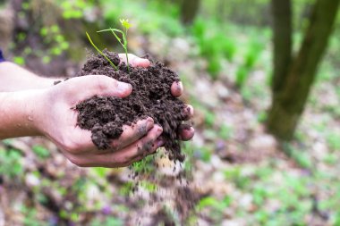 genç bitki tutan eller