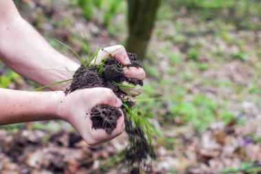 genç bitki tutan eller