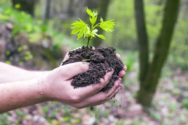 Mãos segurando uma planta jovem — Fotografia de Stock