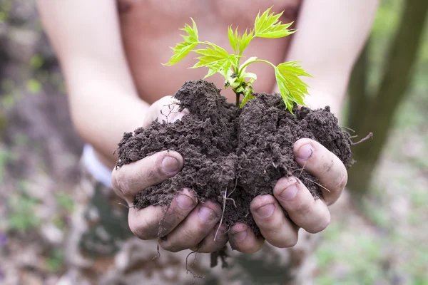 Hands holding a young plant — Stock Photo, Image