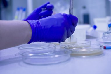 Petri yemekler laboratuvar ile çalışan bilim adamı