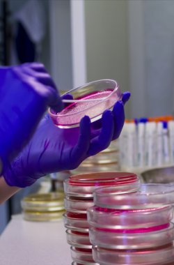 Petri yemekler laboratuvar ile çalışan bilim adamı