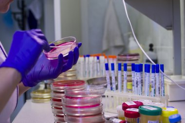 Petri yemekler laboratuvar ile çalışan bilim adamı