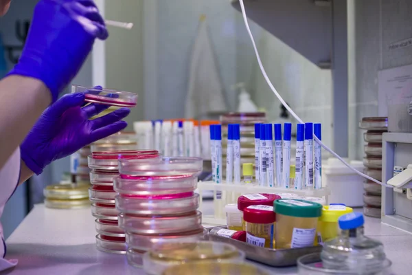 Wissenschaftler arbeitet mit Petrischalen im Labor — Stockfoto