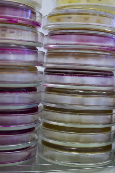 Petri dishes for cultivation of bacteria