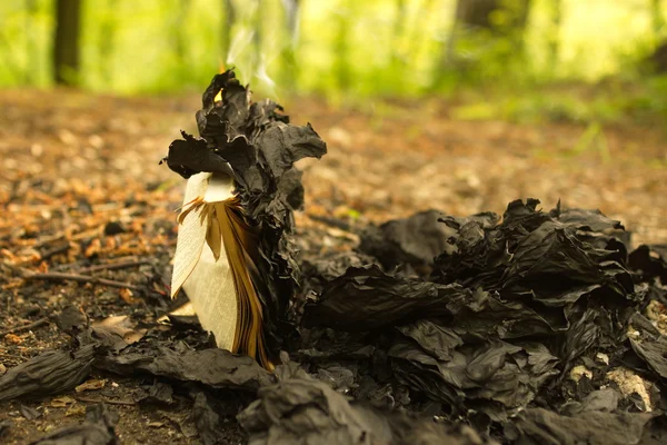 El fuego de la quema de un viejo libro en el bosque, la quema de hojas . —  Fotos de Stock