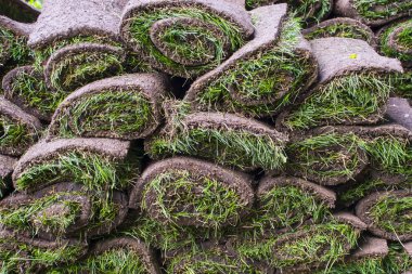 Çim çim Bahçe ya da çevre düzenlemesi için kullanıma hazır rulo.