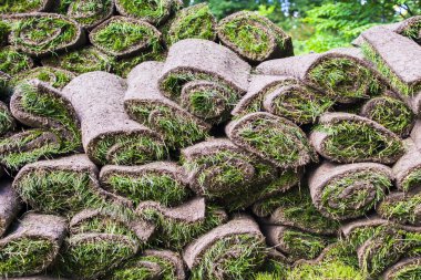 Çim çim Bahçe ya da çevre düzenlemesi için kullanıma hazır rulo.