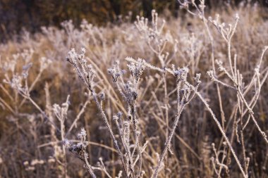 sabah frost ile güzel manzara