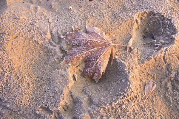 Castanho Folhas congeladas fundo textura simbolizando manhã de inverno — Fotografia de Stock