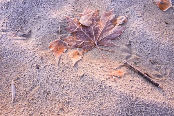 Castanho Folhas congeladas fundo textura simbolizando manhã de inverno — Fotografia de Stock