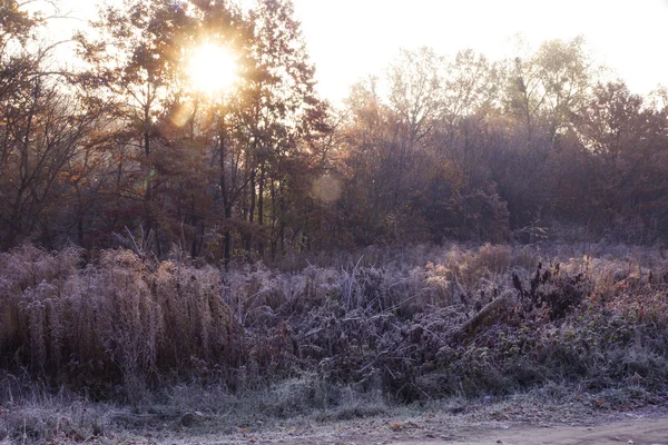 Beautiful landscape with morning frost — Stock Photo, Image