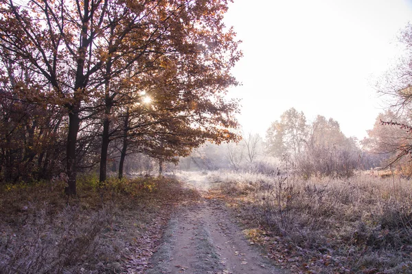 Vackert landskap med morgon frost — Stockfoto