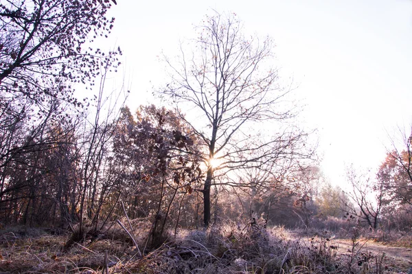 Vackert landskap med morgon frost — Stockfoto