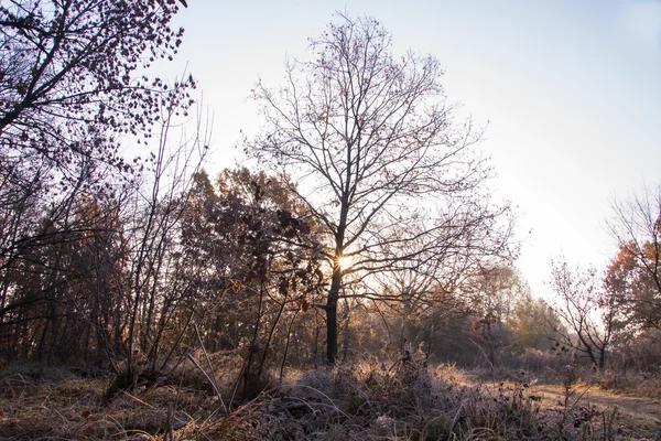 Vackert landskap med morgon frost — Stockfoto