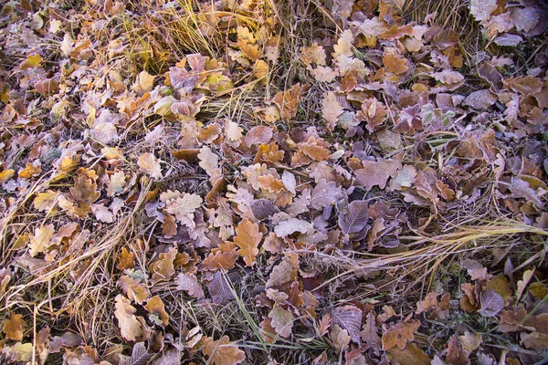 Brown fryst lämnar bakgrundsstruktur symboliserar vintern morgnar — Stockfoto