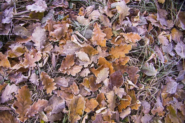 Braun gefrorene Blätter Hintergrund Textur symbolisiert Wintermorgen — Stockfoto