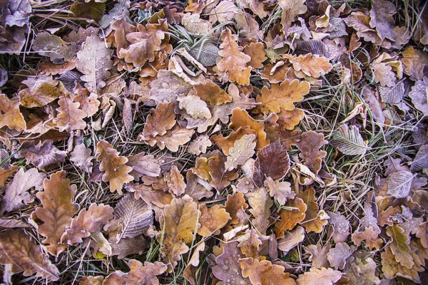 Castanho Folhas congeladas fundo textura simbolizando manhã de inverno — Fotografia de Stock