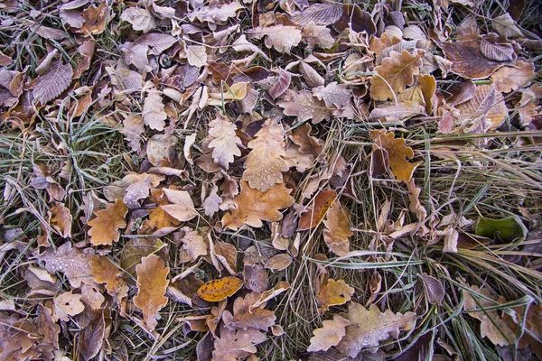 Castanho Folhas congeladas fundo textura simbolizando manhã de inverno — Fotografia de Stock