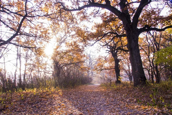 stock image beautiful landscape with morning frost