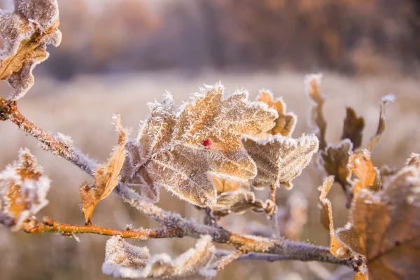 Bellissimo paesaggio con gelate mattutine — Foto Stock