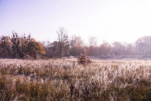 Vackert landskap med morgon frost — Stockfoto