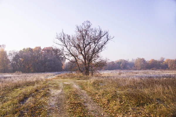 Piękny krajobraz z mróz rano — Zdjęcie stockowe