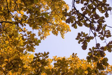 Sonbaharda bir kayın ağacı ormanda ararken.