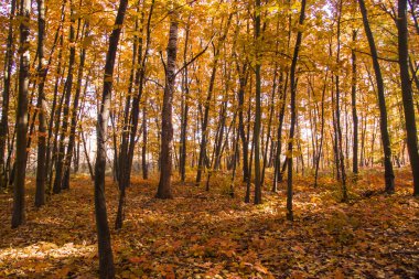 sonbahar sahne. ormanda güzel altın sonbahar.