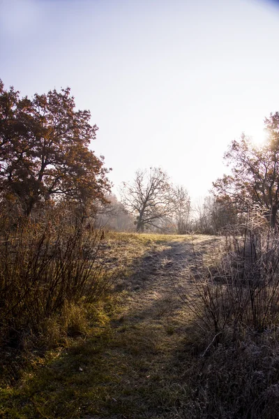 Färgglad höst sunrise. första frosten på november — Stockfoto