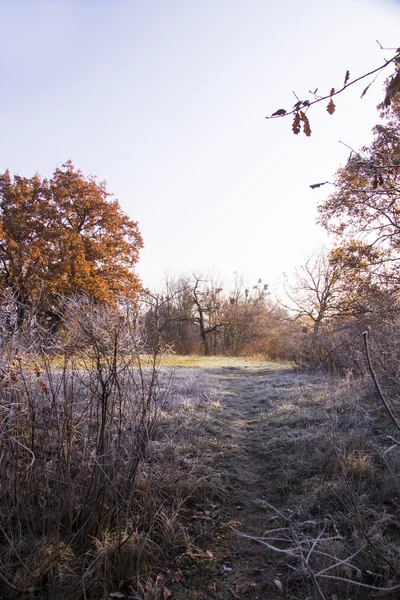 Colorido amanecer de otoño. Primera helada en noviembre —  Fotos de Stock