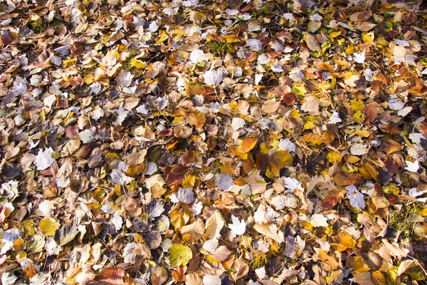 Castanho Folhas congeladas fundo textura simbolizando manhã de inverno — Fotografia de Stock