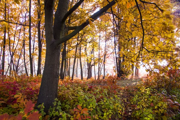 Paisaje otoñal. Hermosa caída de oro en el bosque . — Foto de Stock