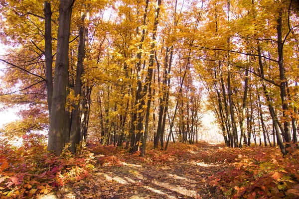 Paisaje otoñal. Hermosa caída de oro en el bosque . — Foto de Stock