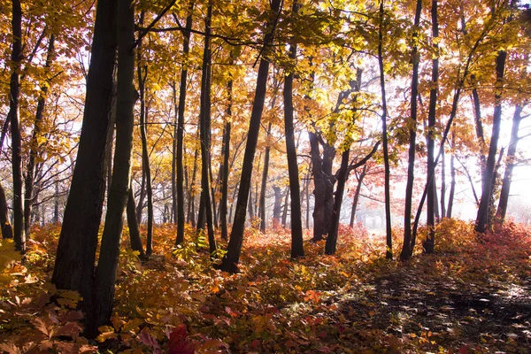 Paisaje otoñal. Hermosa caída de oro en el bosque . — Foto de Stock