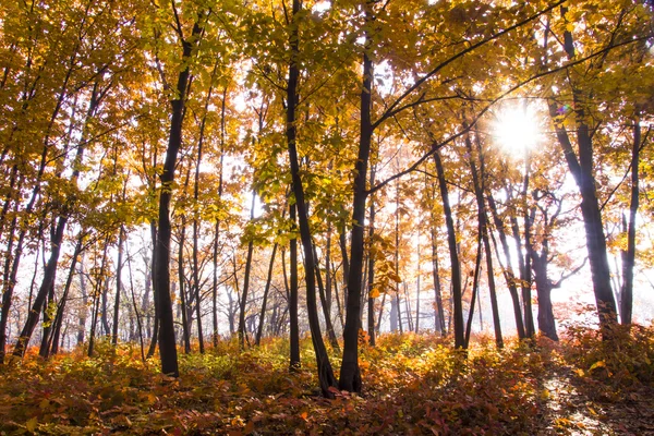 Cenário de outono. Bela queda de ouro na floresta . — Fotografia de Stock