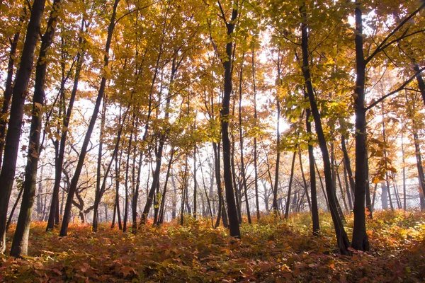 Autumn scenery. Beautiful gold fall in forest.