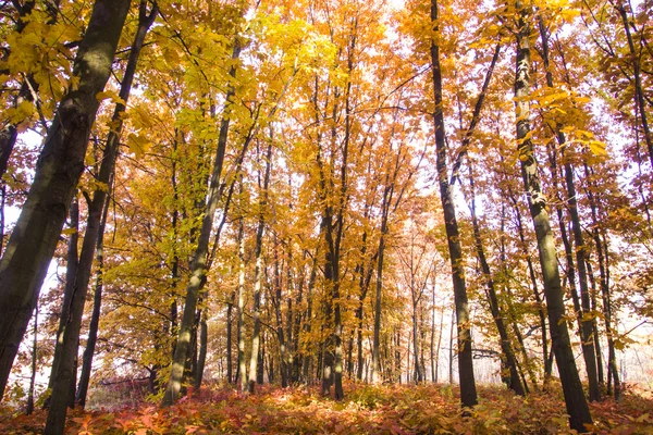 Осінні пейзажі. Красиве золото падає в лісі . — стокове фото