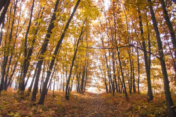 Paisaje otoñal. Hermosa caída de oro en el bosque . — Foto de Stock