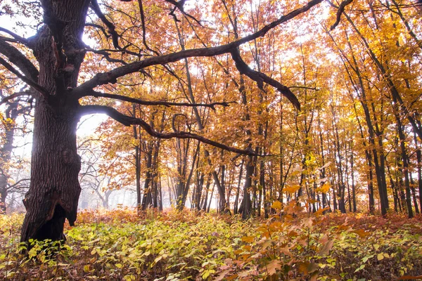 Prado com grama e grande árvore de outono com céu azul — Fotografia de Stock