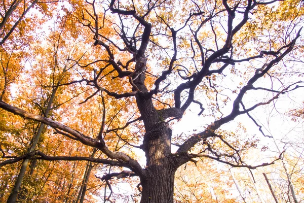 Pradera con hierba y gran árbol de otoño con cielo azul — Foto de Stock