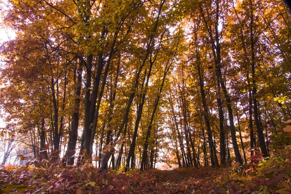 Paisaje otoñal. Hermosa caída de oro en el bosque . — Foto de Stock