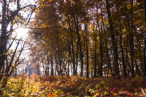 Paisaje otoñal. Hermosa caída de oro en el bosque . — Foto de Stock