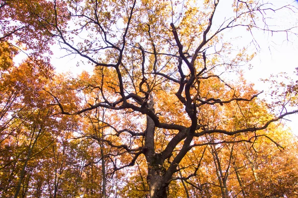 Pradera con hierba y gran árbol de otoño con cielo azul — Foto de Stock