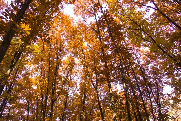 Paisaje otoñal. Hermosa caída de oro en el bosque . — Foto de Stock