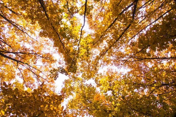 Mirando hacia arriba en un bosque de haya en otoño . — Foto de Stock
