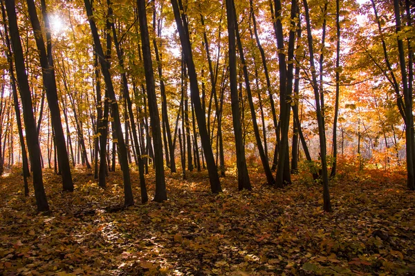 Cenário de outono. Bela queda de ouro na floresta . — Fotografia de Stock