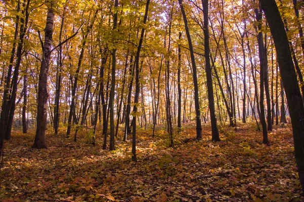 Paisaje otoñal. Hermosa caída de oro en el bosque . — Foto de Stock